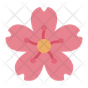 پیش‌نمایش فایل cherry-blossom-9262110 از پک کره جنوب