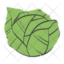 پیش‌نمایش فایل cabbage-11938258 از پک میوه و سبزیجات