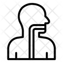 پیش‌نمایش فایل esophagus-12395905 از پک اندام انسان
