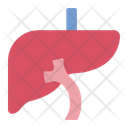پیش‌نمایش فایل liver-12395964 از پک اندام انسان