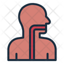 پیش‌نمایش فایل esophagus-12395980 از پک اندام انسان