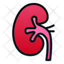 پیش‌نمایش فایل kidney-1943891 از پک اندام انسان