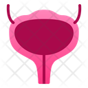 پیش‌نمایش فایل bladder-1943866 از پک اندام انسان