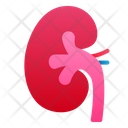 پیش‌نمایش فایل kidney-1943871 از پک اندام انسان