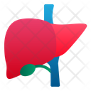 پیش‌نمایش فایل liver-1943854 از پک اندام انسان
