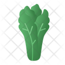 پیش‌نمایش فایل lettuce-4259026 از پک سبزی و میوه