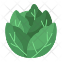 پیش‌نمایش فایل cabbage-4259065 از پک سبزی و میوه