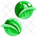 پیش‌نمایش فایل brussel-sprout-1640402 از پک سبزیجات