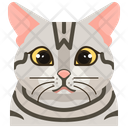 پیش‌نمایش فایل american-shorthair-3470555 از پک سگ و گربه