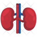پیش‌نمایش فایل kidney-3567028 از پک قطعه بدن انسان