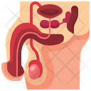 پیش‌نمایش فایل male-reproductive-system-3567038 از پک قطعه بدن انسان