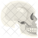 پیش‌نمایش فایل skull-3567046 از پک قطعه بدن انسان