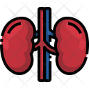 پیش‌نمایش فایل kidney-3566970 از پک قطعه بدن انسان