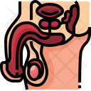 پیش‌نمایش فایل male-reproductive-system-3566980 از پک قطعه بدن انسان