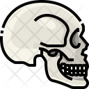 پیش‌نمایش فایل skull-3566988 از پک قطعه بدن انسان