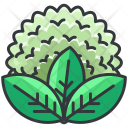 پیش‌نمایش فایل cauliflower-33 از پک Fruit And Vegetable 