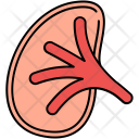 پیش‌نمایش فایل kidney-58 از پک Medicine 