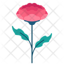 پیش‌نمایش فایل carnation-5366903 از پک بهار