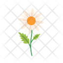 پیش‌نمایش فایل daisy-5366905 از پک بهار