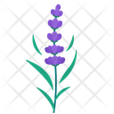 پیش‌نمایش فایل lavender-5366909 از پک بهار