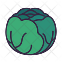 پیش‌نمایش فایل cabbage-8615251 از پک سبزیجات