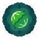 پیش‌نمایش فایل cabbage-8615227 از پک سبزیجات