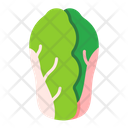 پیش‌نمایش فایل lettuce-8615215 از پک سبزیجات