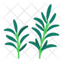 پیش‌نمایش فایل rosemary-8615226 از پک سبزیجات