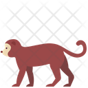 پیش‌نمایش فایل monkey-2493552 از پک حیوانات
