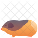 پیش‌نمایش فایل guinea-pig-2493627 از پک حیوانات
