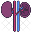 پیش‌نمایش فایل kidney-3745268 از پک اندام‌های داخلی بدن