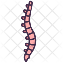 پیش‌نمایش فایل spine-3745280 از پک اندام‌های داخلی بدن