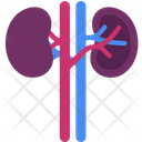 پیش‌نمایش فایل kidney-3745190 از پک اندام‌های داخلی بدن