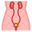 پیش‌نمایش فایل urology-2111173 از پک سلامتی و پزشکی
