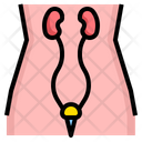 پیش‌نمایش فایل urology-2111086 از پک سلامتی و پزشکی