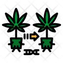 پیش‌نمایش فایل plants-2777751 از پک شاهدانه