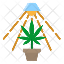 پیش‌نمایش فایل marijuana-plant-3554574 از پک شاهدانه