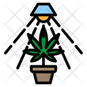 پیش‌نمایش فایل marijuana-plant-3554538 از پک شاهدانه