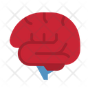 پیش‌نمایش فایل brain-4355270 از پک سلامت بدن