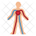 پیش‌نمایش فایل circulatory-blood-4355273 از پک سلامت بدن