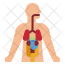 پیش‌نمایش فایل human-anatomy-4355301 از پک سلامت بدن