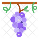 پیش‌نمایش فایل grape-7006778 از پک Pattaya