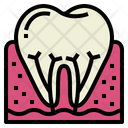 پیش‌نمایش فایل root-7011955 از پک دندانپزشکی