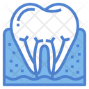 پیش‌نمایش فایل root-7012063 از پک دندانپزشکی