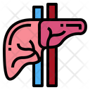پیش‌نمایش فایل liver-7044130 از پک اندام انسان