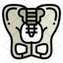 پیش‌نمایش فایل pelvis-7044139 از پک اندام انسان