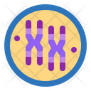 پیش‌نمایش فایل chromosome-7044191 از پک اندام انسان