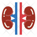 پیش‌نمایش فایل kidneys-7044199 از پک اندام انسان