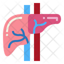 پیش‌نمایش فایل liver-7044202 از پک اندام انسان