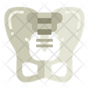 پیش‌نمایش فایل pelvis-7044211 از پک اندام انسان